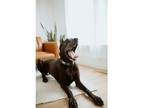 Adopt Dexter (22-104) aka Wilbur a Black Great Dane / Mixed dog in Inver Grove