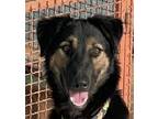 Adopt GIGGLY (local) sf a Black - with Tan, Yellow or Fawn Border Collie /