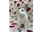 Adopt Sushi a Albino or Red-Eyed White Florida White (long coat) rabbit in