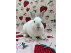 Adopt Sushi a Albino or Red-Eyed White Florida White (long coat) rabbit in