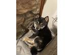 Adopt Edith Bunker a Black - with Tan, Yellow or Fawn Shiba Inu / Mixed dog in