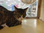 Adopt Sugar a Brown Tabby Domestic Shorthair / Mixed cat in Modesto