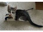 Adopt Kitten Luna a Gray or Blue (Mostly) Domestic Shorthair / Mixed (long coat)