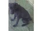 Adopt Sister a Black Mixed Breed (Medium) dog in Disney, OK (30399503)
