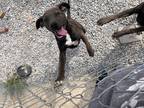 Adopt McDuff a Labrador Retriever / Mixed dog in Batesville, AR (37478097)