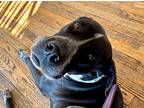 Adopt Dani a Great Dane / Mixed dog in Bullard, TX (38303390)