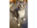 Adopt Billy Jean a Domestic Shorthair / Mixed (short coat) cat in