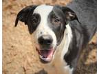 Adopt Lindsey 23 a Labrador Retriever / Mixed dog in Brookhaven, MS (38430885)