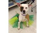 Adopt Maybelline a White Bull Terrier / Mixed dog in Plain City, OH (38276915)