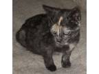 Adopt Jubilee a Tortoiseshell Domestic Shorthair (short coat) cat in Somerset