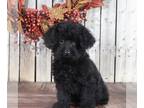 YorkiePoo PUPPY FOR SALE ADN-758607 - Acorn Darling Yorkiepoo