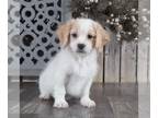 Cavachon PUPPY FOR SALE ADN-758609 - Hope