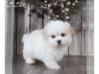 Zuchon PUPPY FOR SALE ADN-758611 - Archer Tiny Teddy Bear