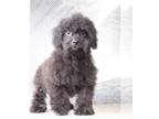 ShihPoo PUPPY FOR SALE ADN-758615 - Neo