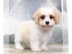 Cavachon PUPPY FOR SALE ADN-758624 - Holiday