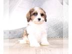 Cavapoo PUPPY FOR SALE ADN-758633 - Eve