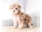 Poovanese PUPPY FOR SALE ADN-758636 - Comet