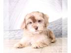 Poovanese PUPPY FOR SALE ADN-758637 - Dasher