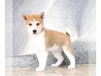 Shiba Inu PUPPY FOR SALE ADN-758641 - Rudolph