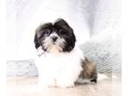 Shih Tzu PUPPY FOR SALE ADN-758642 - Donner