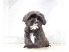 Shorkie Tzu PUPPY FOR SALE ADN-758650 - Douglas