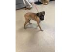 Adopt Layla a Black Mouth Cur, Mixed Breed