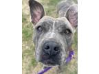 Adopt vivian a Pit Bull Terrier, Mixed Breed