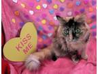 Adopt Cinnamon a Tortoiseshell, Domestic Medium Hair