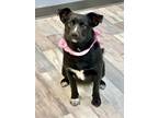 Adopt Stella a Border Collie, Labrador Retriever