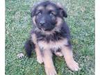 German Shepherd Dog PUPPY FOR SALE ADN-758536 - AKC German Shepherd Puppies