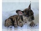 French Bulldog PUPPY FOR SALE ADN-758740 - China Girl Fluffy Carrier
