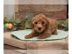 Poodle (Miniature) PUPPY FOR SALE ADN-758522 - Miniature poodles