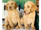 Labrador Retriever PUPPY FOR SALE ADN-758473 - AKC Certified Yellow Lab Puppy