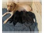 Labrador Retriever PUPPY FOR SALE ADN-758511 - AKC pedigree Labrador Retriever