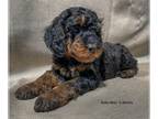 Poodle (Miniature) PUPPY FOR SALE ADN-758485 - Large litter of 12 Miniature