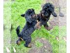 Poodle (Miniature) PUPPY FOR SALE ADN-758485 - Large litter of 12 Miniature