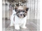 Havanese PUPPY FOR SALE ADN-758654 - Sadie