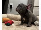 French Bulldog PUPPY FOR SALE ADN-758505 - Beautiful pups looking for a family