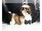 Shih Tzu PUPPY FOR SALE ADN-758555 - AD 1 Tiny Adorable Imperial AKC Shihtzus