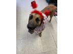 Adopt Maple a Shepherd, Mixed Breed