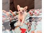 Chihuahua PUPPY FOR SALE ADN-758759 - Blue Blood Litter