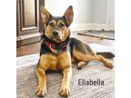 Adopt Ellabella a German Shepherd Dog, Mixed Breed