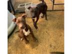 American Pit Bull Terrier PUPPY FOR SALE ADN-758596 - In need of Forever home