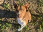 Adopt DOTTIE a Staffordshire Bull Terrier, Mixed Breed