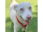 Adopt Jena a Hound