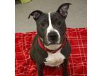 Adopt Trixie a Pit Bull Terrier