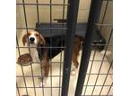 Adopt Quilo a Hound, American Foxhound