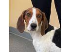 Adopt Ellie a Treeing Walker Coonhound