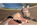 Adopt Squash a Domestic Short Hair