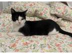 Adopt Arya a Domestic Short Hair